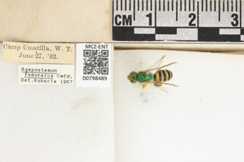 Media type: image;   Entomology 798489 Aspect: Labels